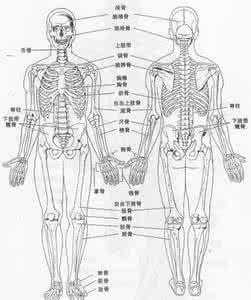 人体骨骼图解大全 高清 人体骨骼解剖图
