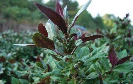 灯盏胶囊主治低血压 农村的一种果实，主治血压高、腰膝酸痛，还能补血固精，男人最爱