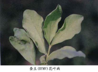 蚕豆叶 蚕豆(BYMV)花叶病