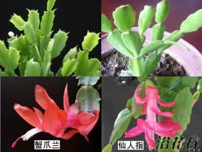 假昙花和仙人指的区别 仙人指 蟹爪莲、仙人指和假昙花的区别方法