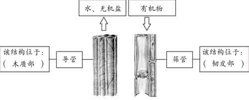 植物体内运输思维导图 植物体内运输