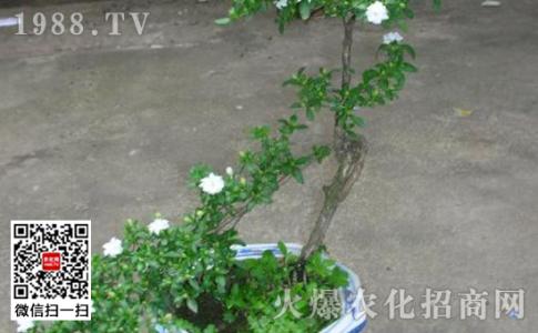 六月雪的养殖方法 六月雪的养殖方法 【六月雪怎么养】六月雪怎么种植
