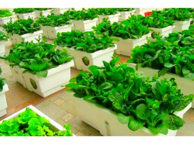 大妈在小区楼顶种菜 楼顶种菜琐碎事