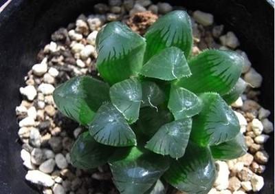 南非多肉植物种子网站 阳光及南非多肉植物对于阳光的追求