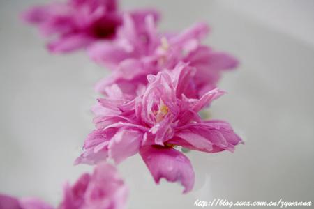 云南赏花 三月赏花变“花痴”?在云南“吃花”才是潮流!