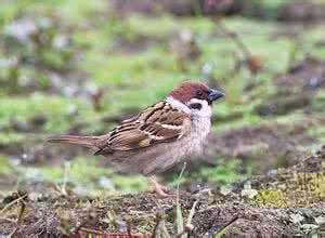 麻雀可以家养吗 麻雀可以家养吗 麻雀能家养吗？