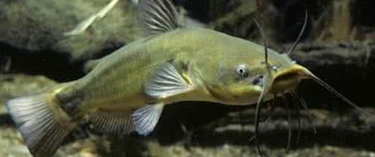 观赏鱼鲶鱼种类 观赏鱼鲶鱼种类 观赏鱼鲶鱼种类介绍 鲶鱼养殖方法及注意事项