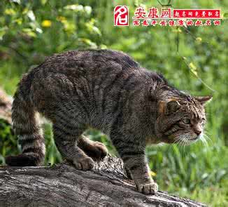 梦见野猫 梦见猫 梦见野猫