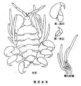 鲸虱 鲸虱属