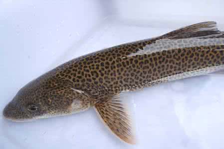 苏州亚科 裂腹鱼亚科