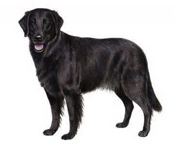 如何训练幼犬大小便 如何训练犬叫?