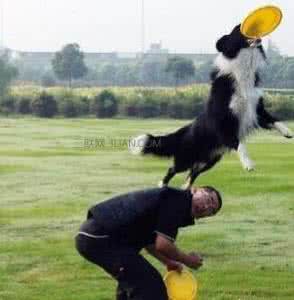 怎么训练边牧接飞盘 怎样训练边境牧羊犬接飞盘