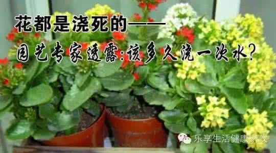 花都是浇死的 很多花都是浇死的!老园艺师教你各种花多久浇一次水!