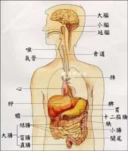 幽门螺旋杆菌克星食物 警惕人体各大器官的克星食物