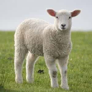 考力代绵羊 考力代羊