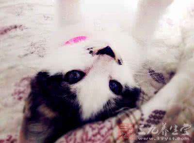猫眼睛失明 蛔虫钻进眼睛 10岁女孩玩猫狗失明