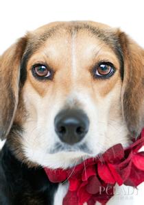 幼犬健康检测 让幼犬健康过冬的四项原则