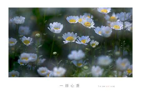 美文欣赏 屏前 为你种一瓣心香【美文欣赏】