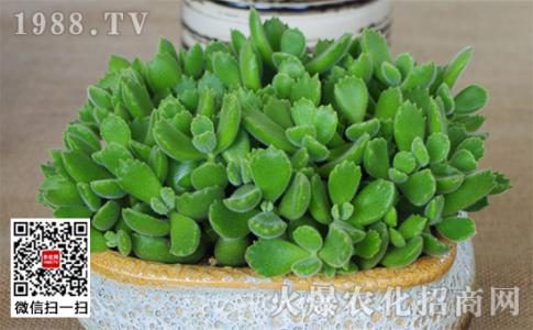 熊童子的养殖方法 熊童子怎么养，熊童子养殖方法