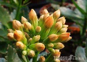 长寿花养殖注意事项 【花卉知识】长寿花的养殖方法和注意事项
