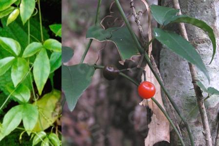 能杀死癌细胞的中草药 能杀死体内癌细胞 三叶青