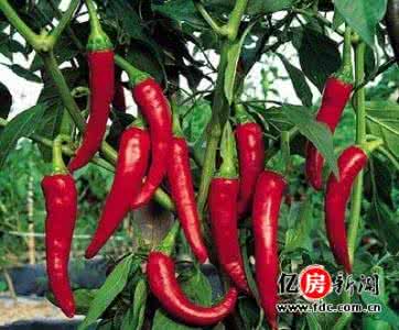 辣椒素减肥 辣椒素减肥 四款辣椒美食助你瘦身