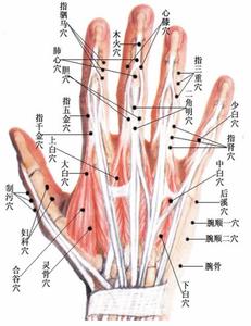 董氏奇穴针灸学习-2手背、二指