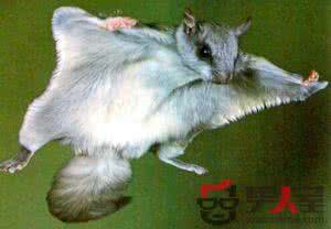 趣味打老鼠 老鼠为什么会飞 趣味笑话 老鼠为什么会飞