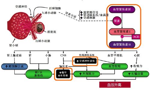 原发性高血压发病原因 高血压发病机理 高血压发病机理的原因