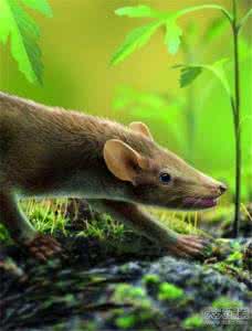 比恐龙还怪异10种动物 世界七大怪异发现:恐龙羽毛首次出土