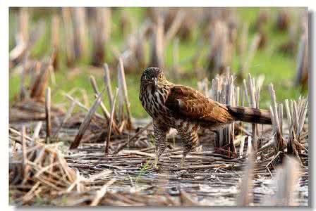 凤头鹰 凤头鹰(图)