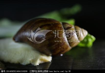 软体动物 软体动物 下册——软体动物