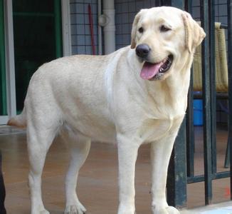 拉布拉多幼犬怎么训练 拉布拉多幼犬怎么养