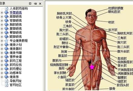 肌肉锻炼周期 肌肉锻炼周期安排是什么