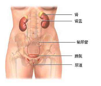 尿频尿急是尿道感染吗 女性尿频尿急尿不尽 如何治疗女性尿道疾病