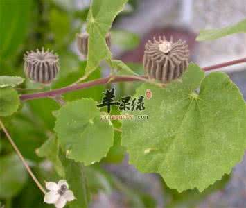 冬葵子的功效与作用 冬葵子是什么植物 冬葵子的功效与作用是什么