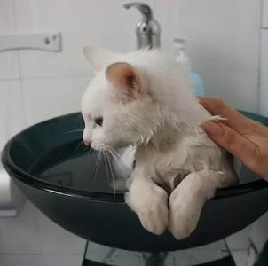 猫咪毛发黄 猫咪嘴边发黄 嘴边发黄是什么原因？