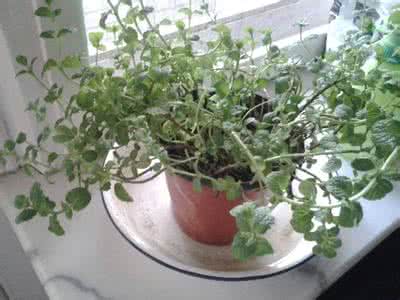 家里植物总是养不活？3句话告诉你30种植物该怎么养······