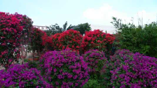 三角梅控水 现在，三角梅控水正当时！│园丁很忙 （热帖回顾）