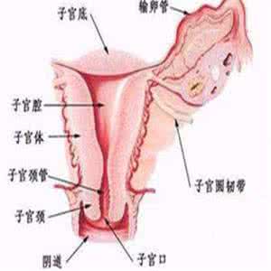 阴道炎怎么检查 阴道炎的检查和食疗