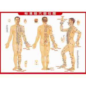 人体蛋白质氨基酸模式 最直白的人体经络控制模式,是直透天机的时候了