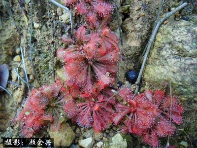 葶苈的花语 花葶状的