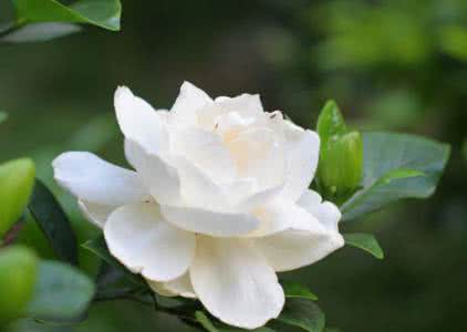 栀子花的简介 栀子花简介 栀子花的简介-栀子花的风水学应用
