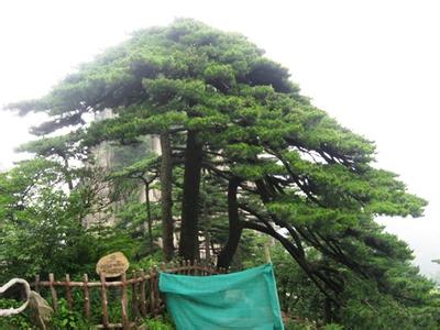 黄山竖琴松 黄山十大名松之一:竖琴松