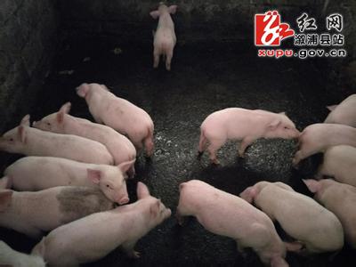 两小猪喝人奶喂猪视频 以前被人拿来喂猪的这物比猪肉贵太多了