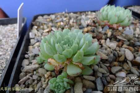 甜甜小红衣鲍图 小红衣Echeveria globulosa带图养护篇