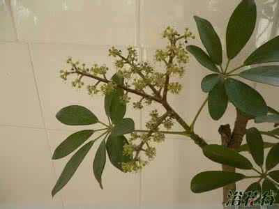 鸭掌木开花的图片 鸭掌木开花吗(图)