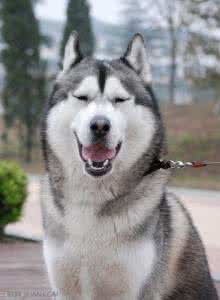 哈士奇智商相当于几岁 哈士奇的智商