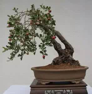 怎么使山楂盆景结果 山楂盆景制作