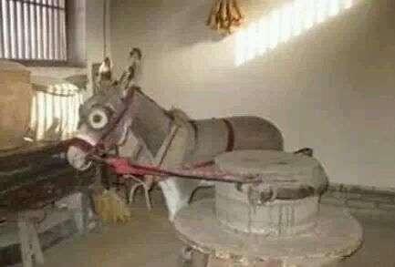 驴是怎么死的,最近很火!